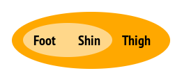 foot, shin, thigh in group schema