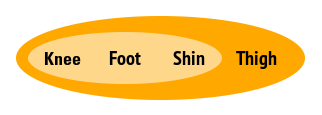 knee, foot, shin, thigh in group schema